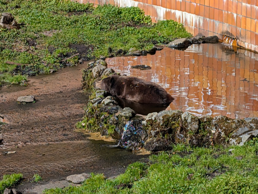 un orso si riposa con la testa poggiata sul bordo della pozza d'acqua nel quale è immerso